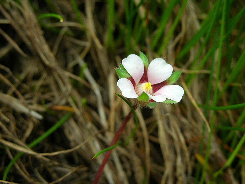 Potentilla micrantha / Cinquefoglia fragola-secca